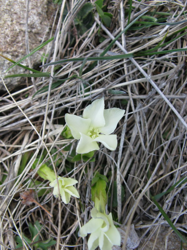 Image of Gentiana oschtenica specimen.