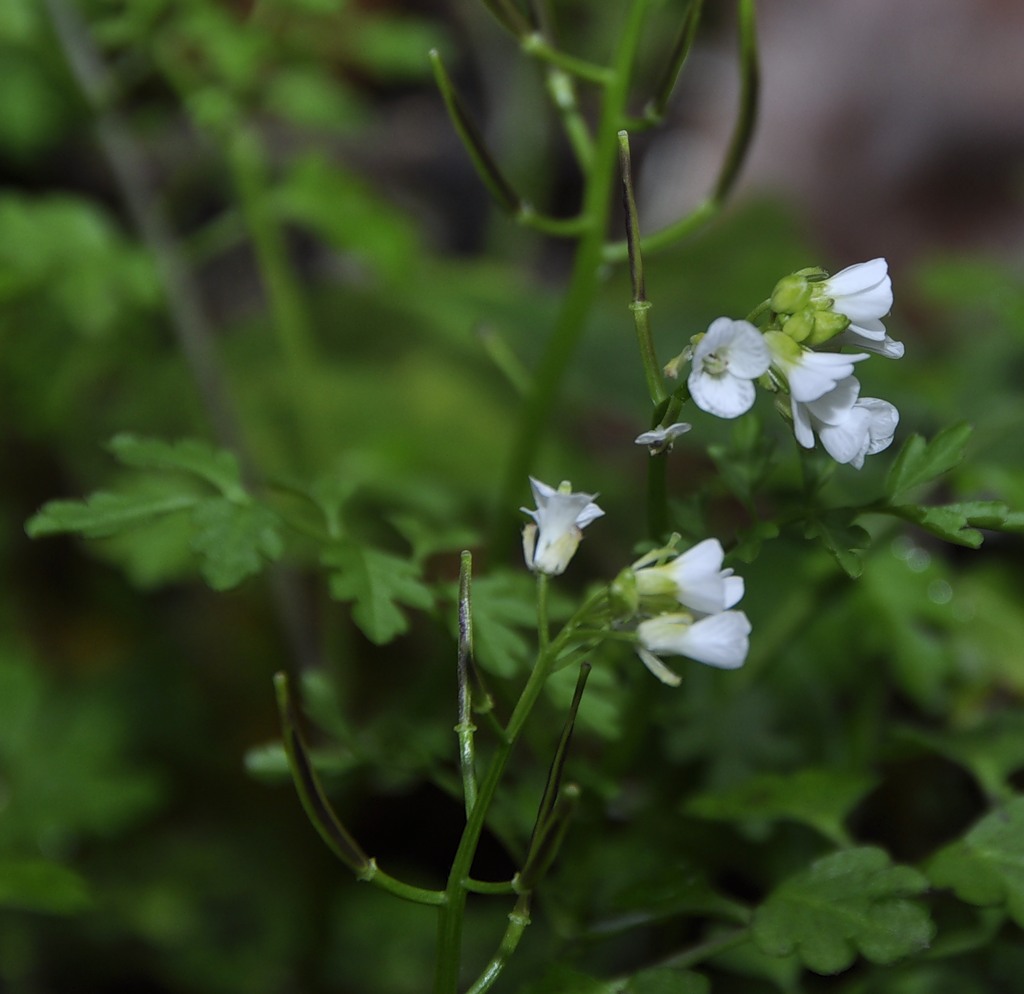 Изображение особи Cardamine graeca.