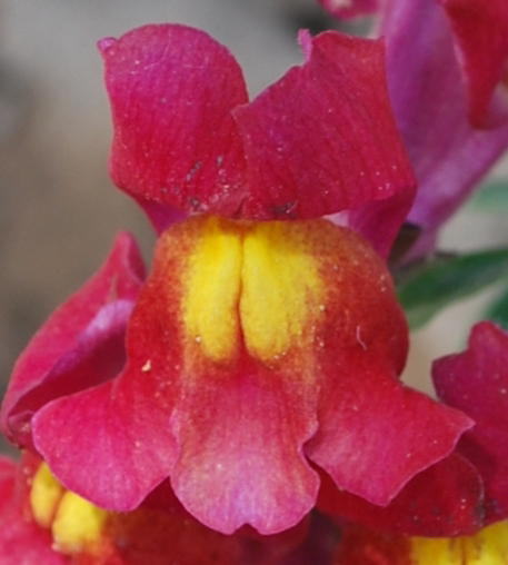 Изображение особи Antirrhinum majus.