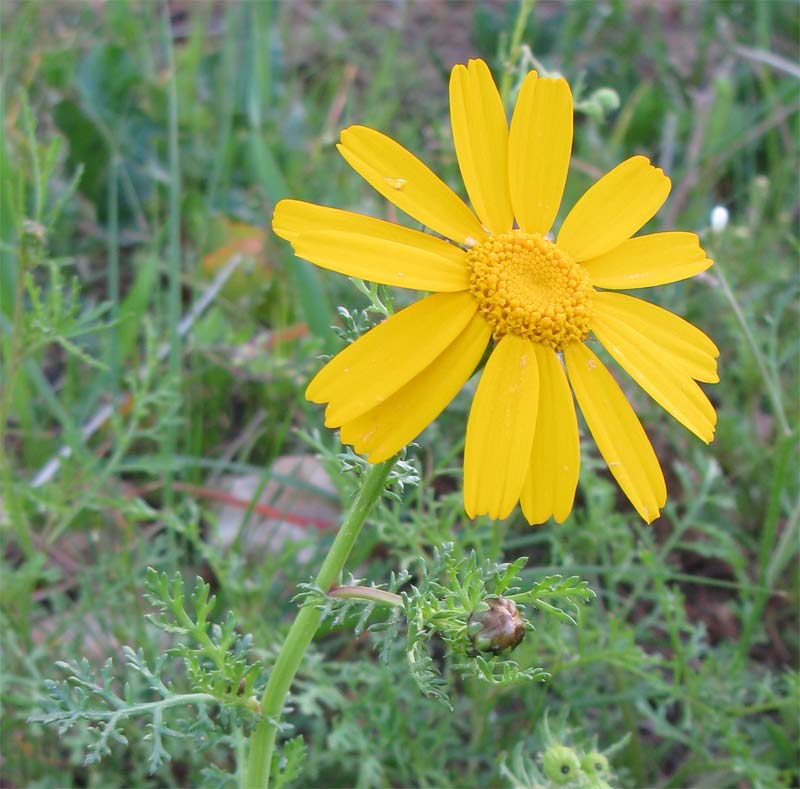 Изображение особи Glebionis coronaria.