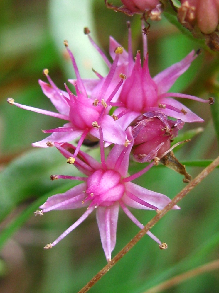 Image of Hylotelephium triphyllum specimen.