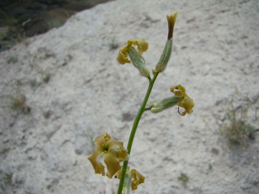 Изображение особи Matthiola obovata.