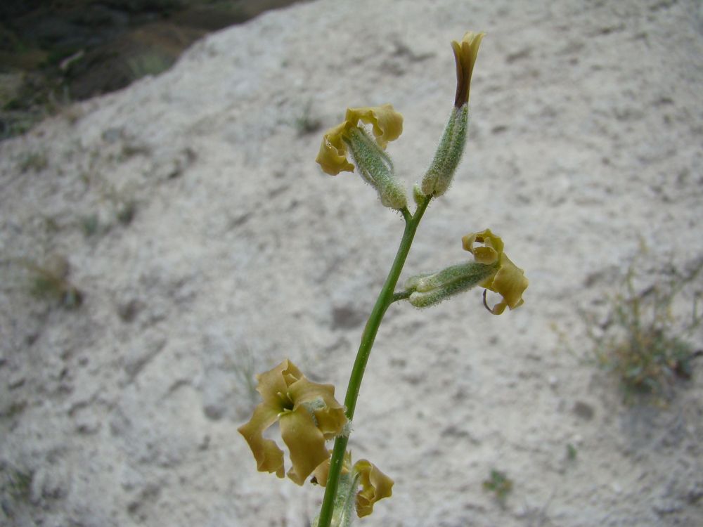 Image of Matthiola obovata specimen.