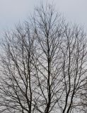 Cercidiphyllum japonicum. Крона покоящегося дерева. Германия, г. Кемпен, в парке. 28.03.2013.