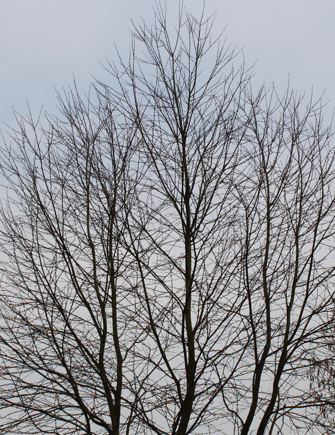 Изображение особи Cercidiphyllum japonicum.