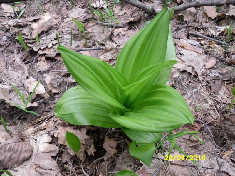 Image of Veratrum lobelianum specimen.