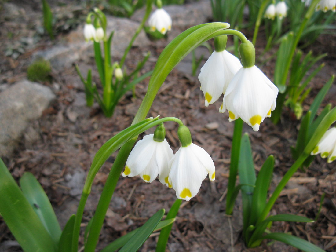 Image of Leucojum vernum var. carpathicum specimen.