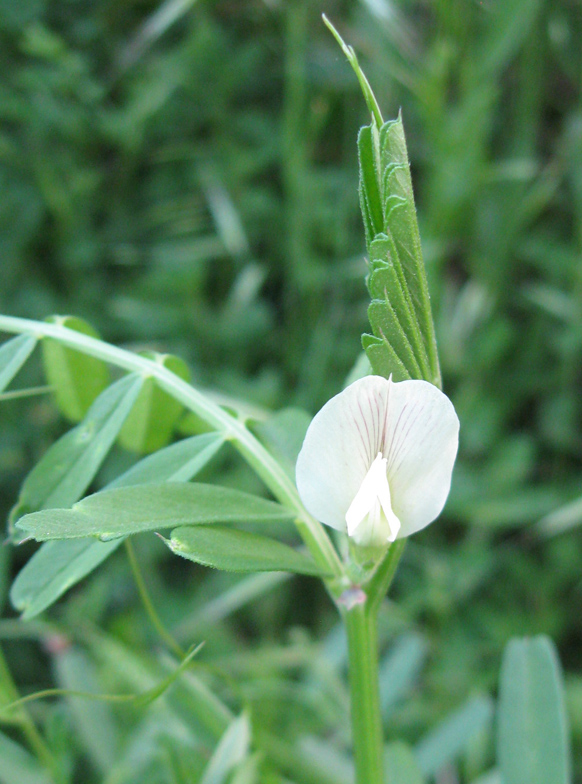 Image of Vicia grandiflora specimen.