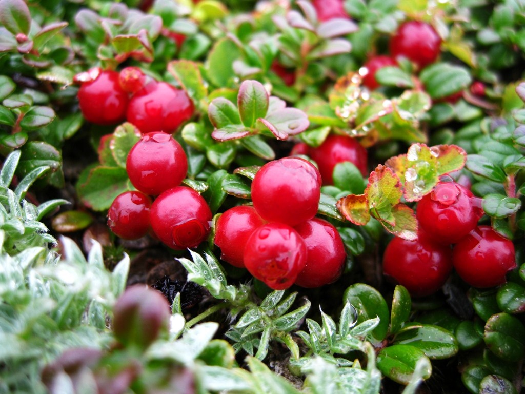 Image of Vaccinium vitis-idaea var. minus specimen.
