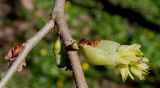 Corylopsis sinensis