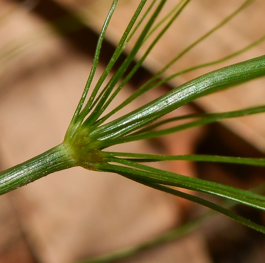 Image of Oloptum thomasii specimen.