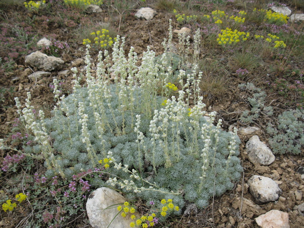 Изображение особи Artemisia caucasica.