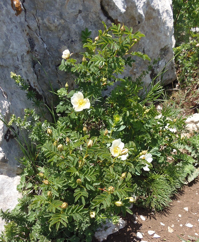 Изображение особи Rosa spinosissima.