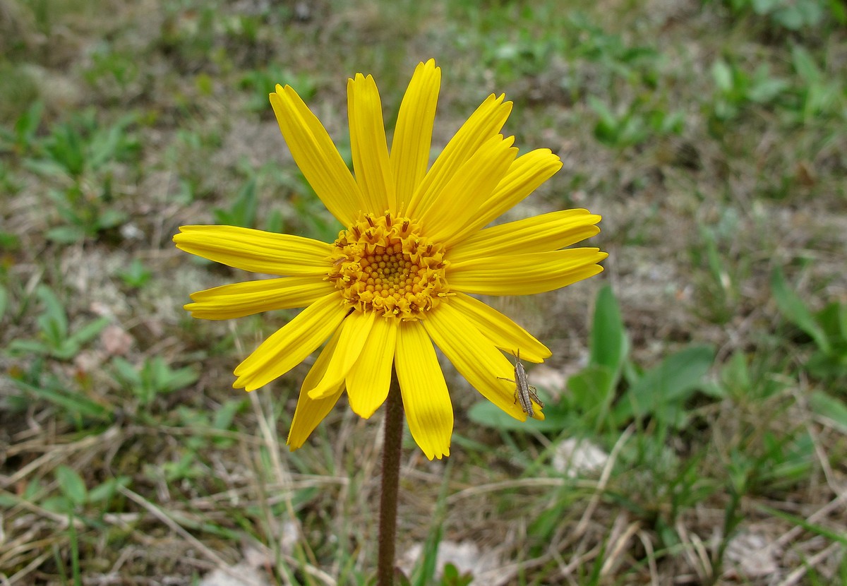 Изображение особи Arnica montana.