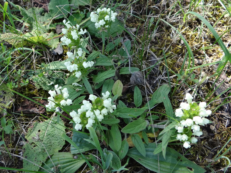 Image of Prunella laciniata specimen.