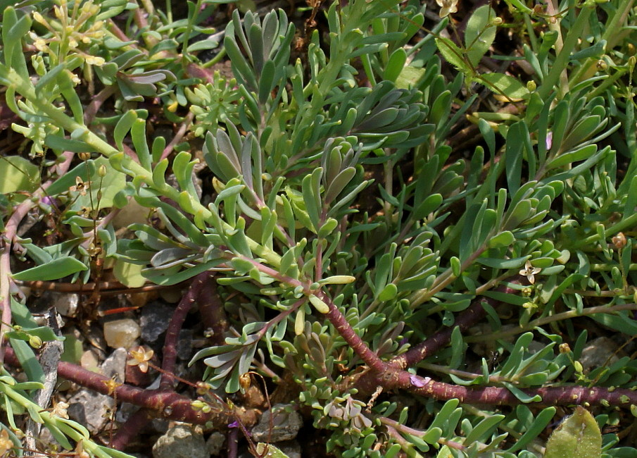 Image of genus Aethionema specimen.