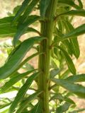 Oenothera biennis