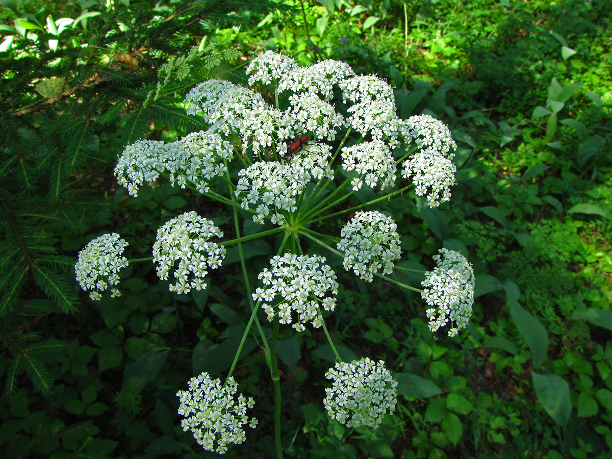 Изображение особи Peucedanum oreoselinum.