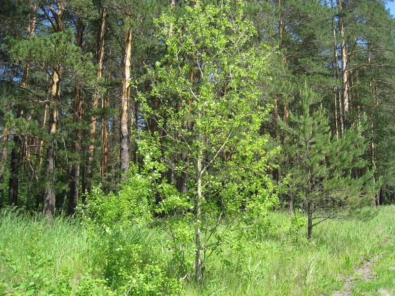 Image of Populus tremula specimen.