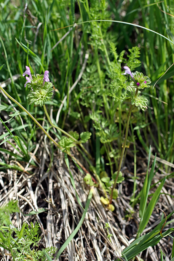 Image of Lamium amplexicaule specimen.