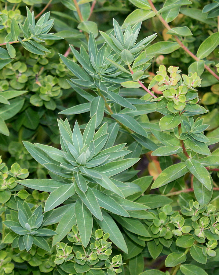 Image of Euphorbia palustris specimen.