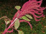 Amaranthus cruentus. Верхушка цветущего растения. Смоленская обл., Смоленский р-н, пос. Каспля, в культуре. Сентябрь 2013 г.