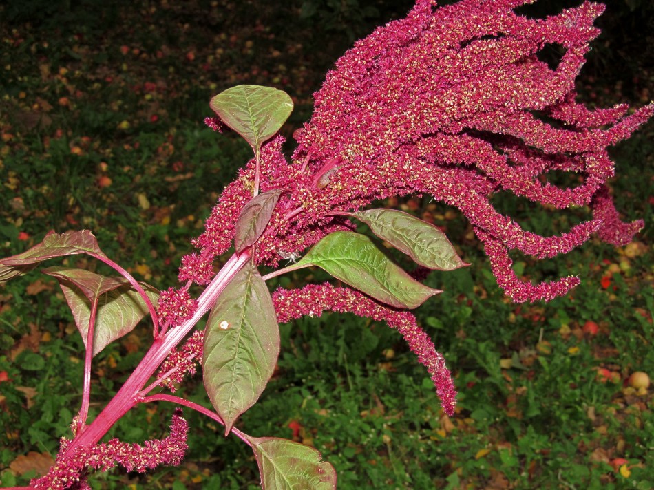 Изображение особи Amaranthus cruentus.