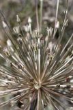 Allium protensum. Соцветие. Южный Казахстан, восточная граница пустыни Кызылкум. 04.05.2013.