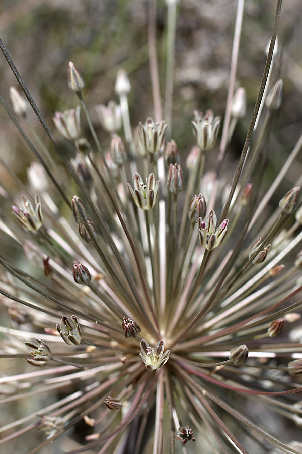 Image of Allium protensum specimen.