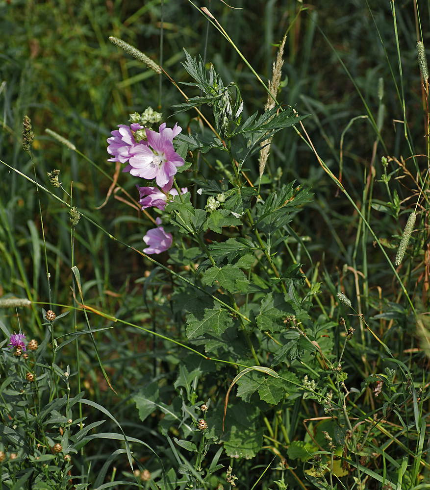 Image of Malva thuringiaca specimen.