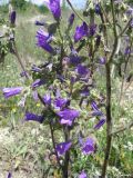 Campanula sibirica