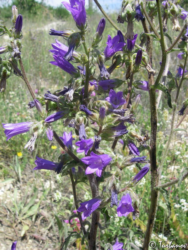 Image of Campanula sibirica specimen.
