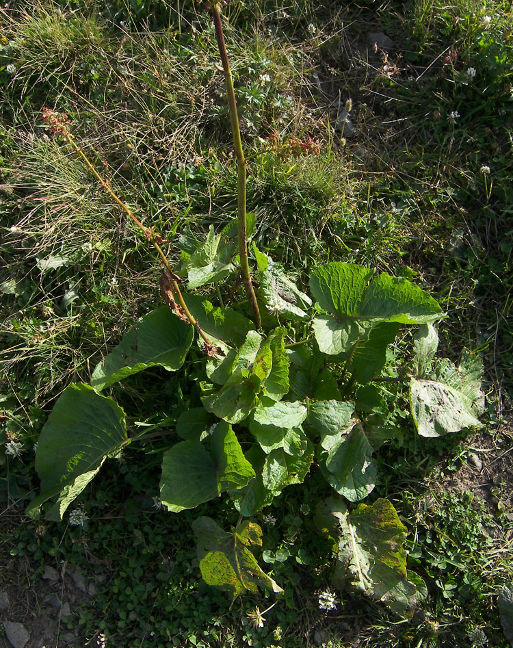 Изображение особи Rumex alpinus.