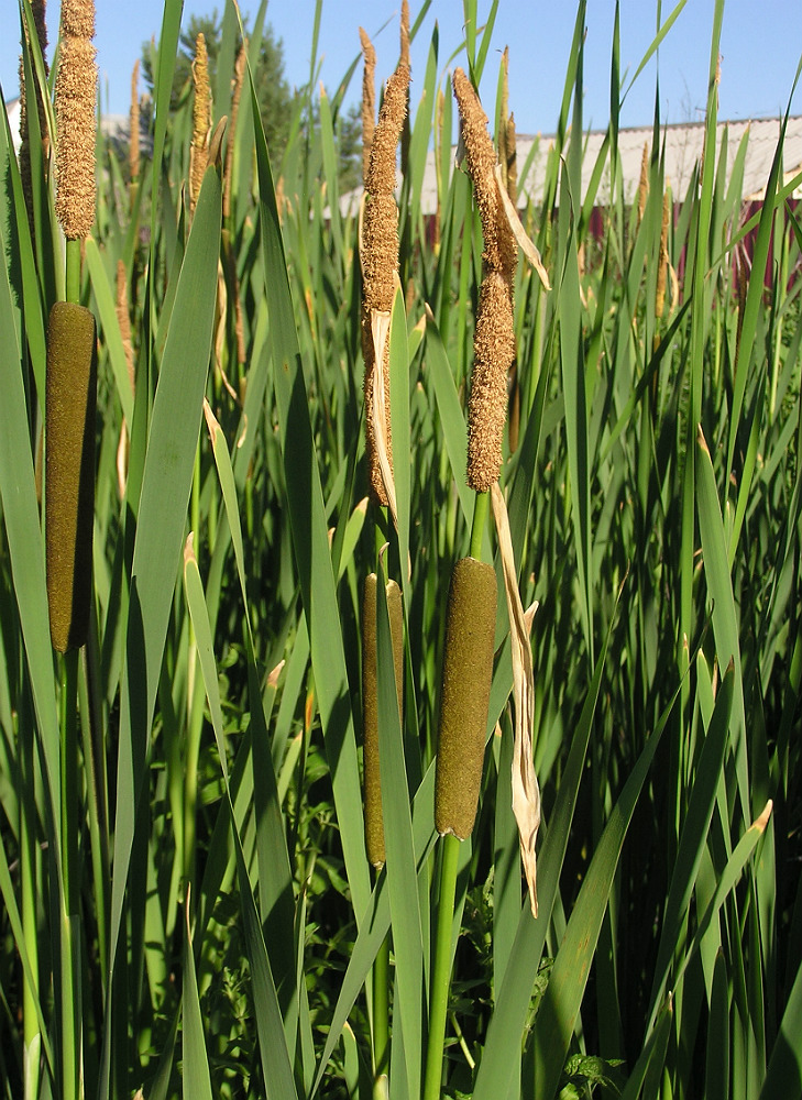 Изображение особи Typha &times; glauca.