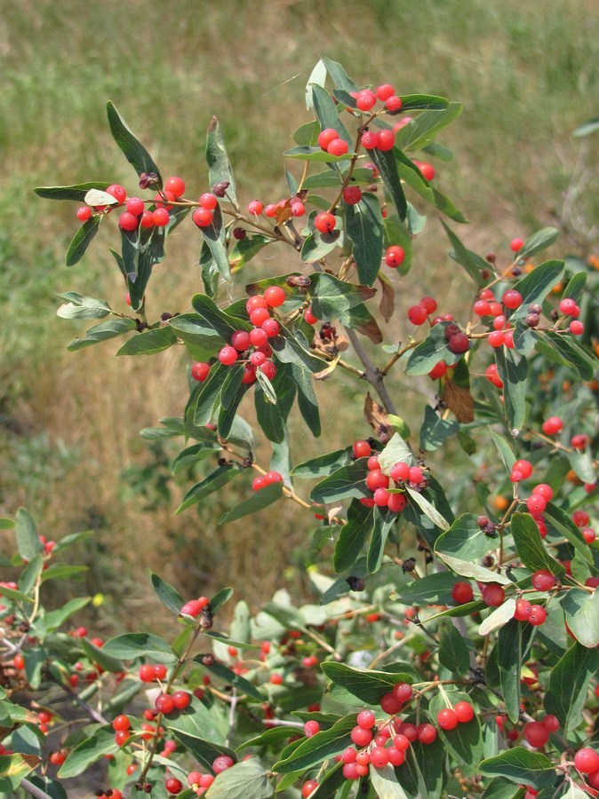 Изображение особи Lonicera tatarica.