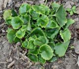 Saxifraga rotundifolia. Вегетирующее растение. Германия, г. Дюссельдорф, Ботанический сад университета. 14.08.2013.