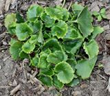 Saxifraga rotundifolia