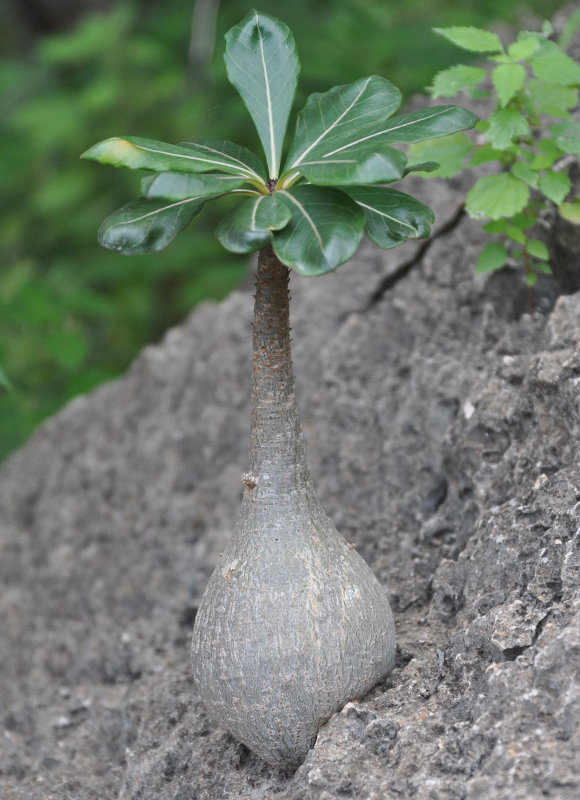 Изображение особи Adenium obesum ssp. socotranum.