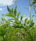 Sium latifolium. Средняя часть стебля. Краснодарский край, Кущёвский р-н, станица Шкуринская, балка Боброва. 03.07.2009.