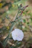 Convolvulus cantabrica