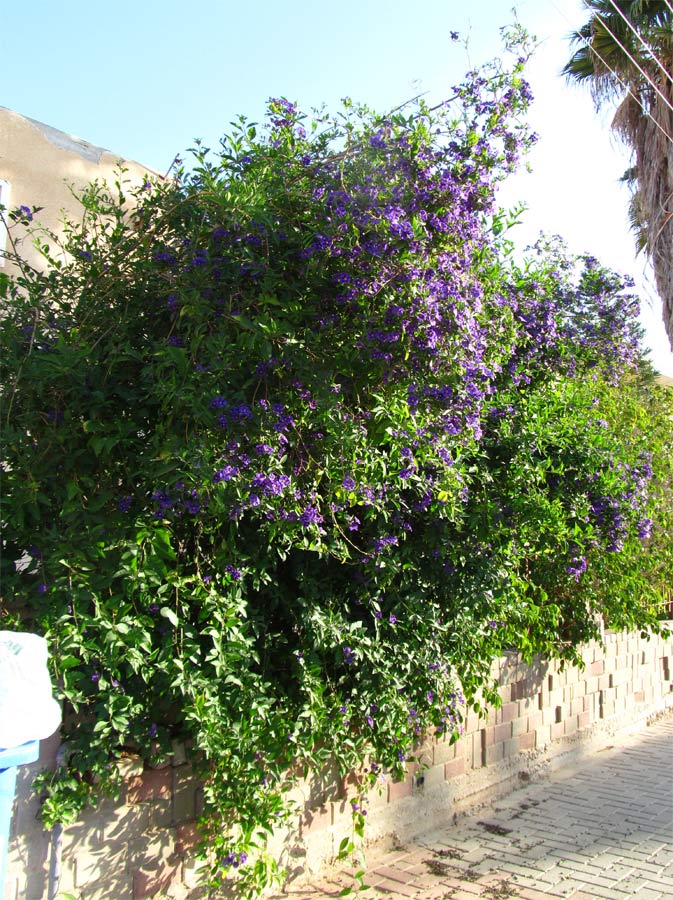 Image of Lycianthes rantonnetii specimen.