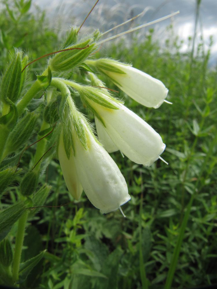 Изображение особи Onosma volgensis.