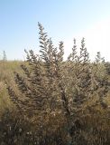 Echium biebersteinii