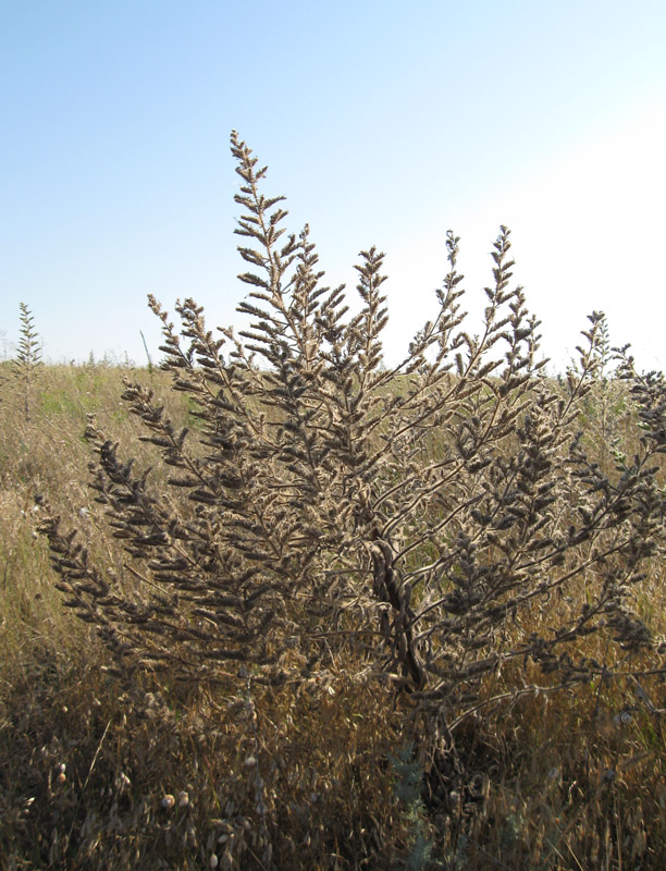 Image of Echium biebersteinii specimen.