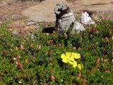 Hibbertia procumbens