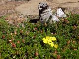 Hibbertia procumbens. Цветущие растения. Австралия, о. Тасмания, национальный парк \"Крэдл Маунтин\". 28.02.2009.