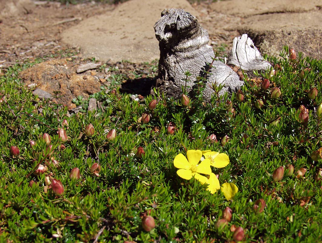 Image of Hibbertia procumbens specimen.