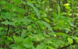 Euonymus latifolius. Побег с соцветием. Нагорный Карабах, Мартунинский р-н, окр. дер. Ннги. 07.05.2013.