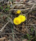 Tussilago farfara