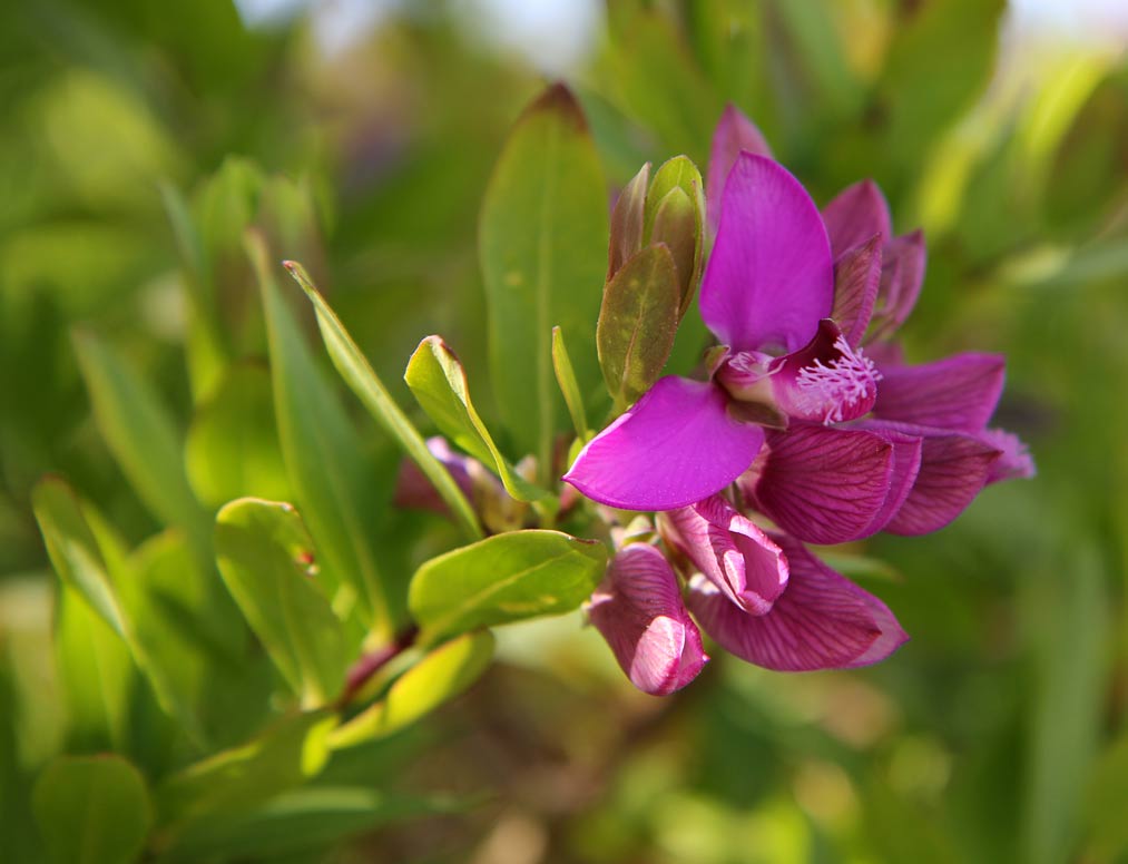 Изображение особи Polygala myrtifolia.